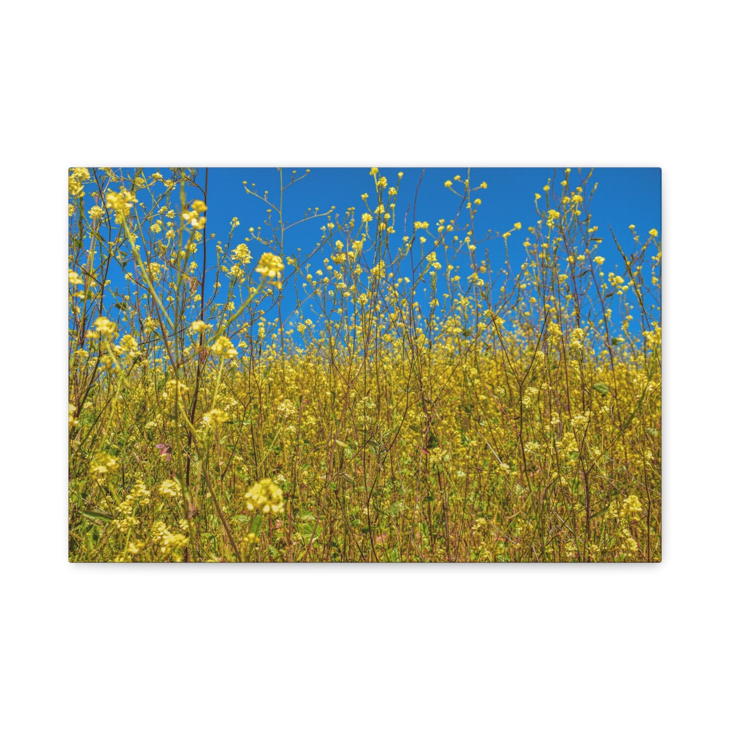 Yellow Wildflower Super-Bloom Canvas Print | Nature Wall Art from California