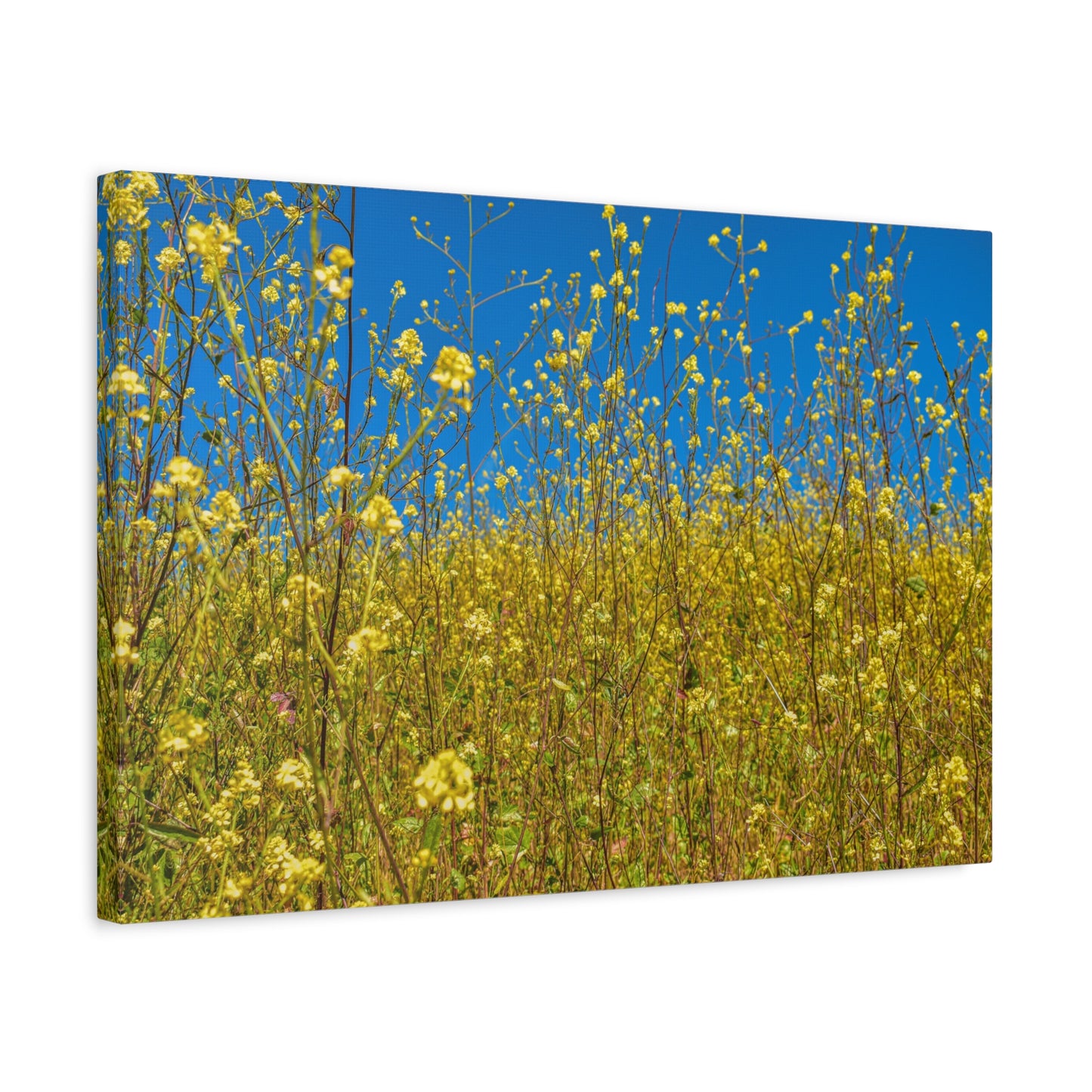 Yellow Wildflower Super-Bloom Canvas Print | Nature Wall Art from California