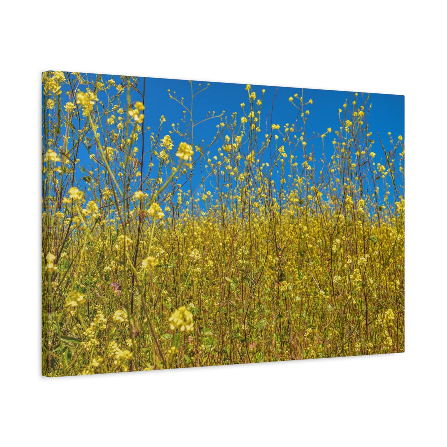 Yellow Wildflower Super-Bloom Canvas Print | Nature Wall Art from California