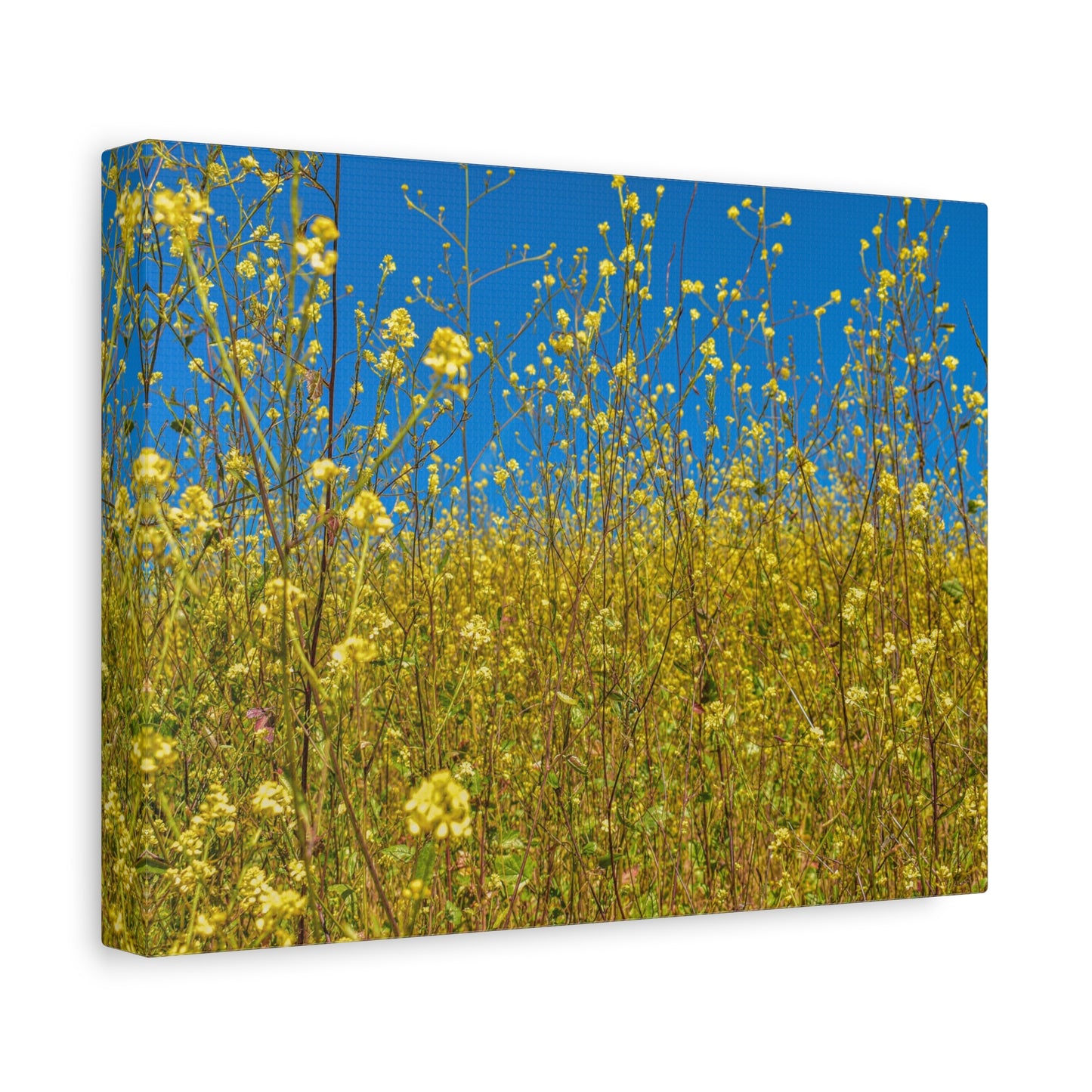 Yellow Wildflower Super-Bloom Canvas Print | Nature Wall Art from California