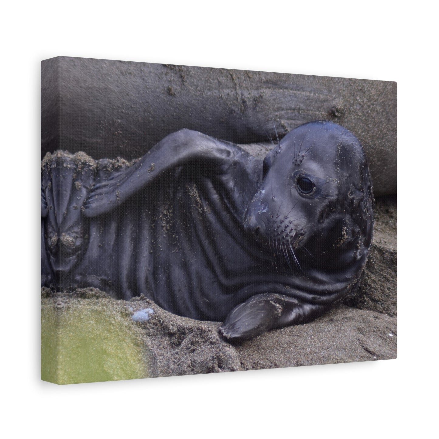 Baby Elephant Seal Canvas Print