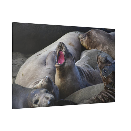 Fury in the Sands — Elephant Seals of California’s Central Coast