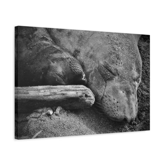 Safe in Dry Sands