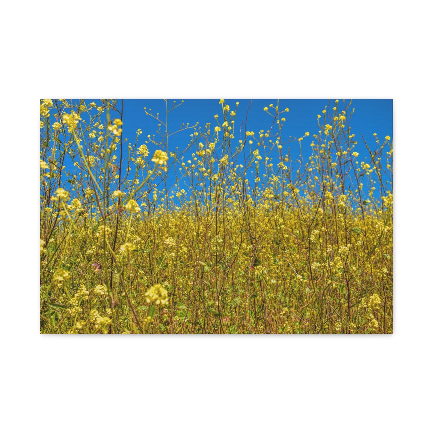 Yellow Wildflower Super-Bloom Canvas Print | Nature Wall Art from California