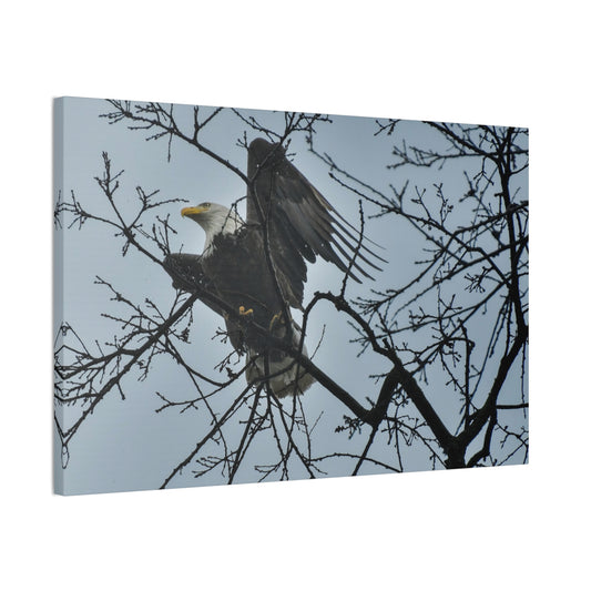 Bald Eagle in the Mist – St. Helena, Napa Valley