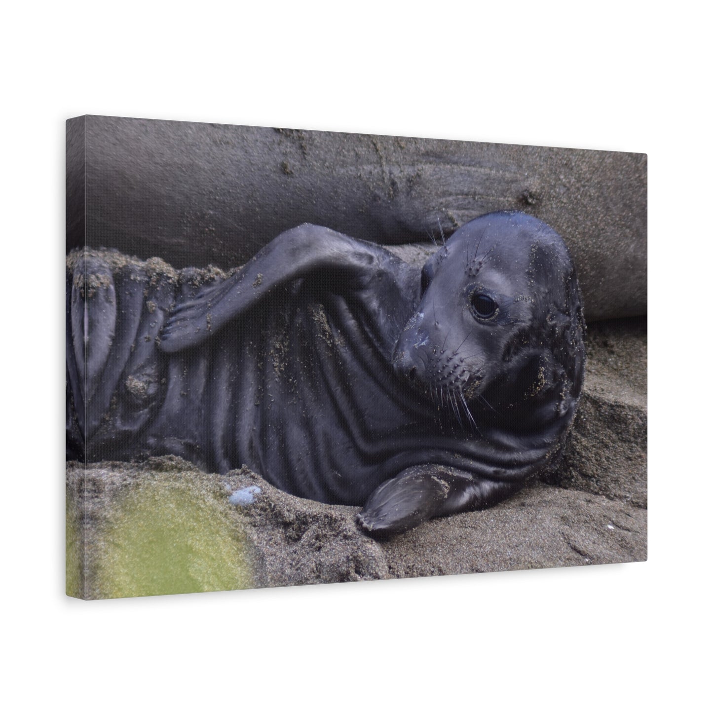 Baby Elephant Seal Canvas Print | Wall Art from Cayucos, California