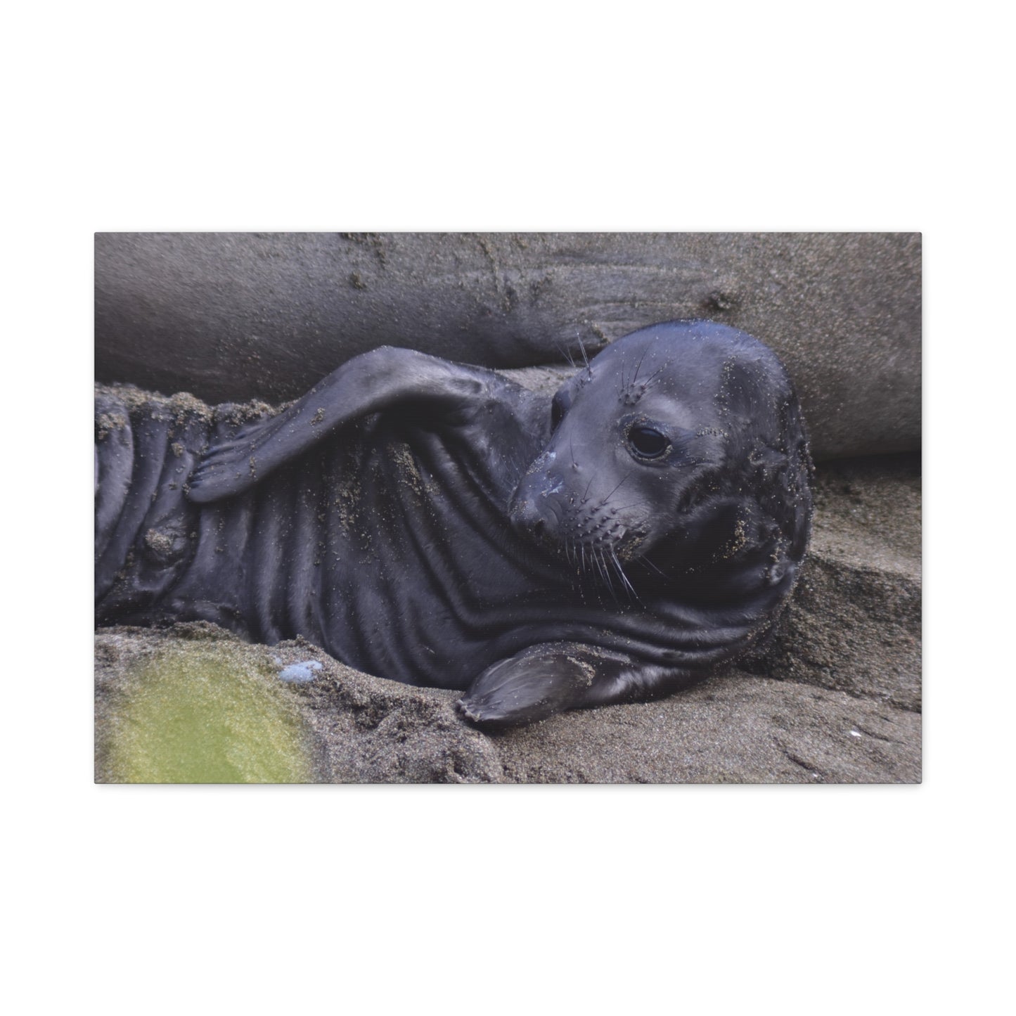 Baby Elephant Seal Canvas Print | Wall Art from Cayucos, California