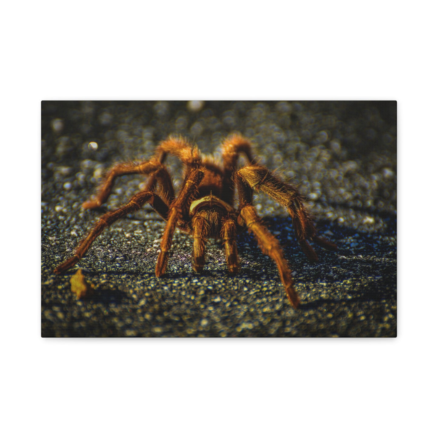 California Brown Tarantula Canvas Print | Wildlife Wall Art | Nature Photography