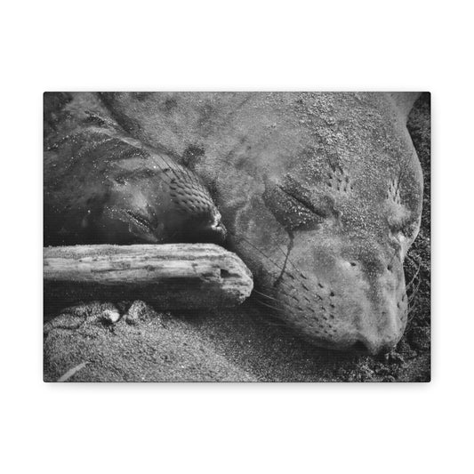 Elephant Seal Mother and Pup Canvas Print