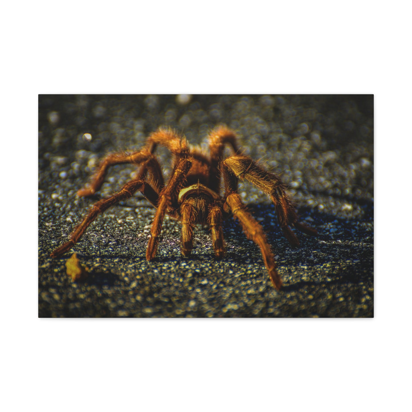 California Brown Tarantula Canvas Print | Wildlife Wall Art | Nature Photography