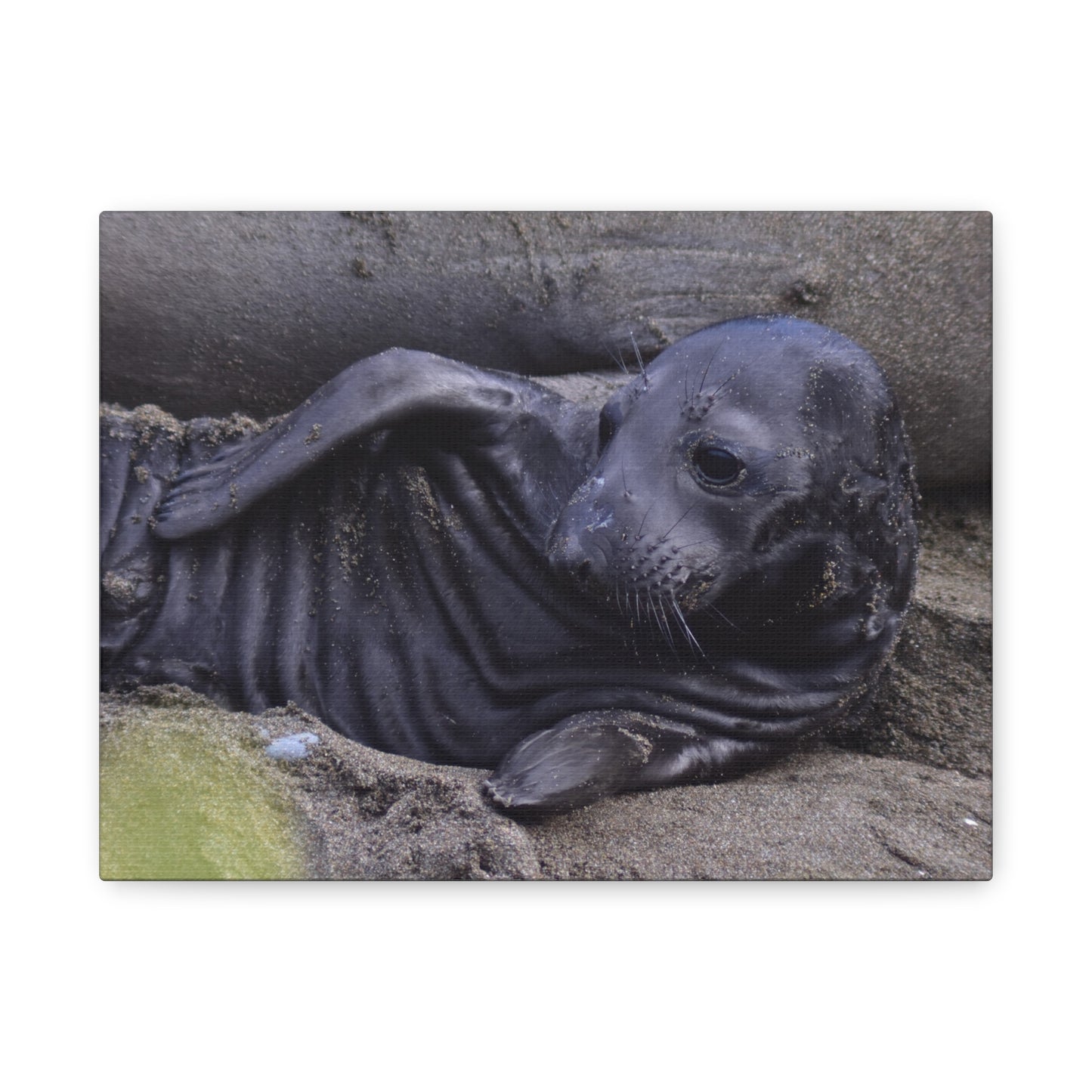 Baby Elephant Seal Canvas Print | Wall Art from Cayucos, California