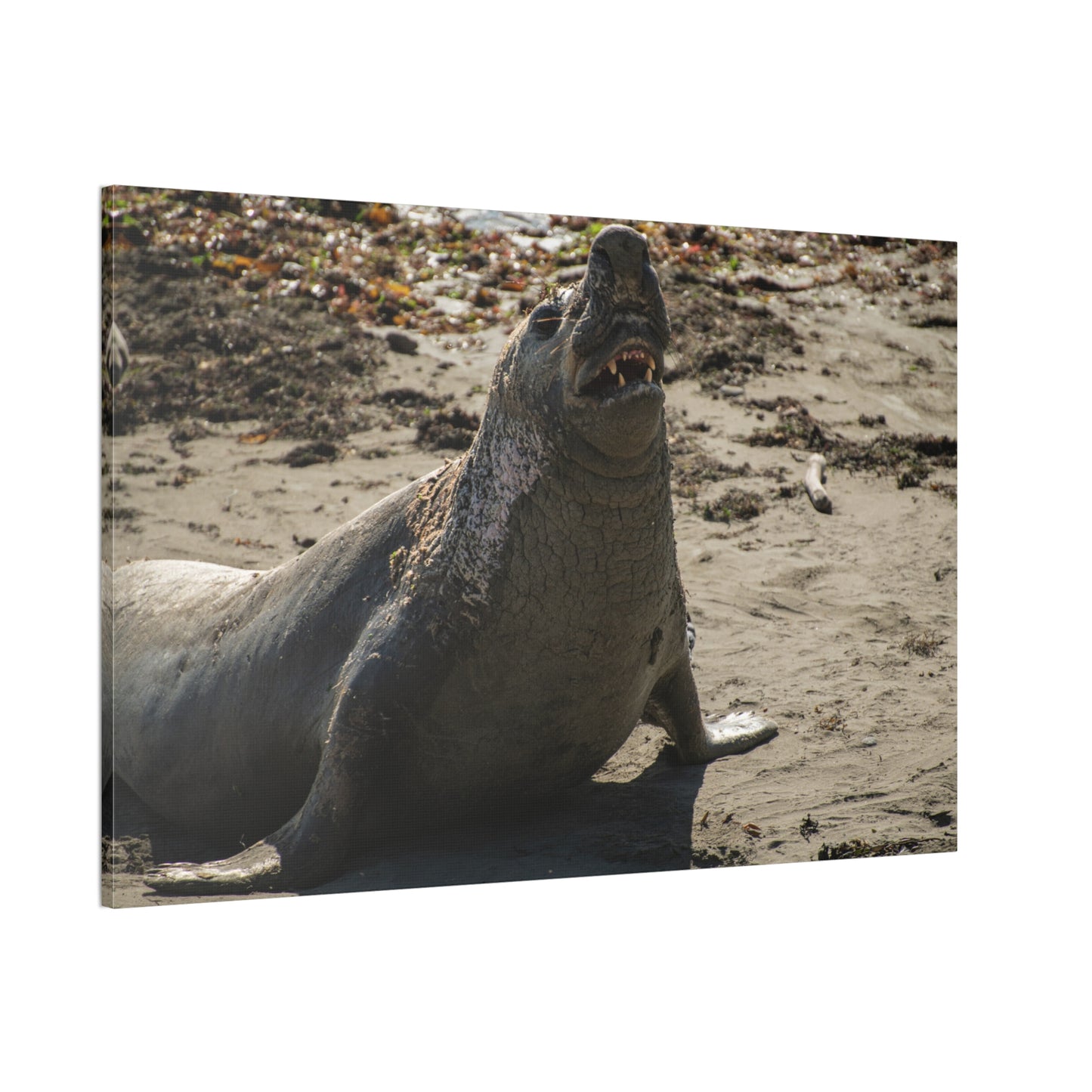 Brine-Crowned Bull – Elephant Seal, California Central Coast