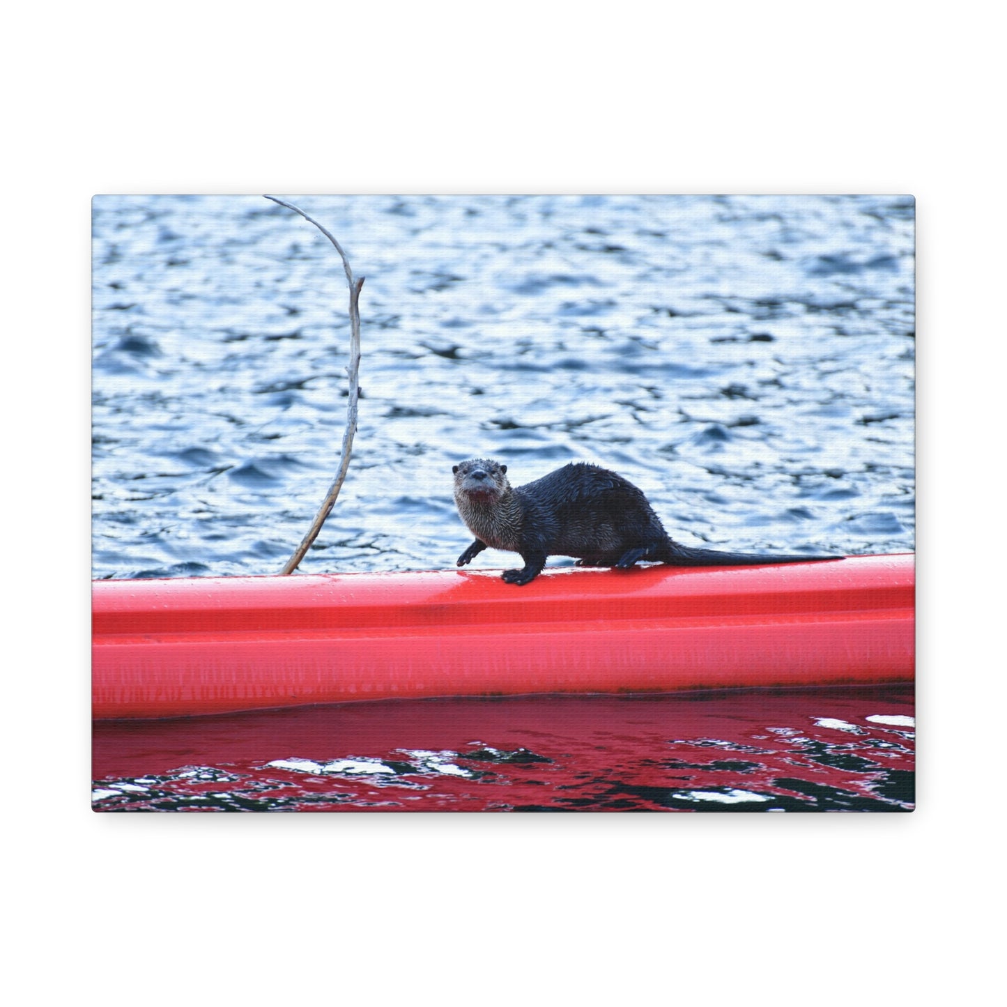 North American River Otter Canvas Print | Wildlife Wall Art | Nature Photography