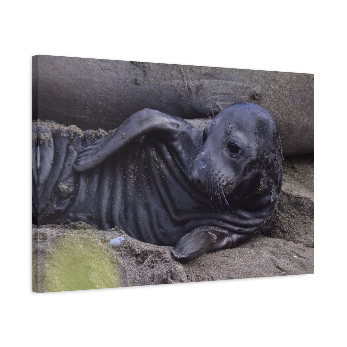 Baby Elephant Seal Canvas Print | Wall Art from Cayucos, California