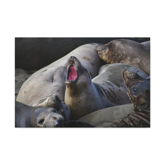 Fury in the Sands — Elephant Seals of California’s Central Coast