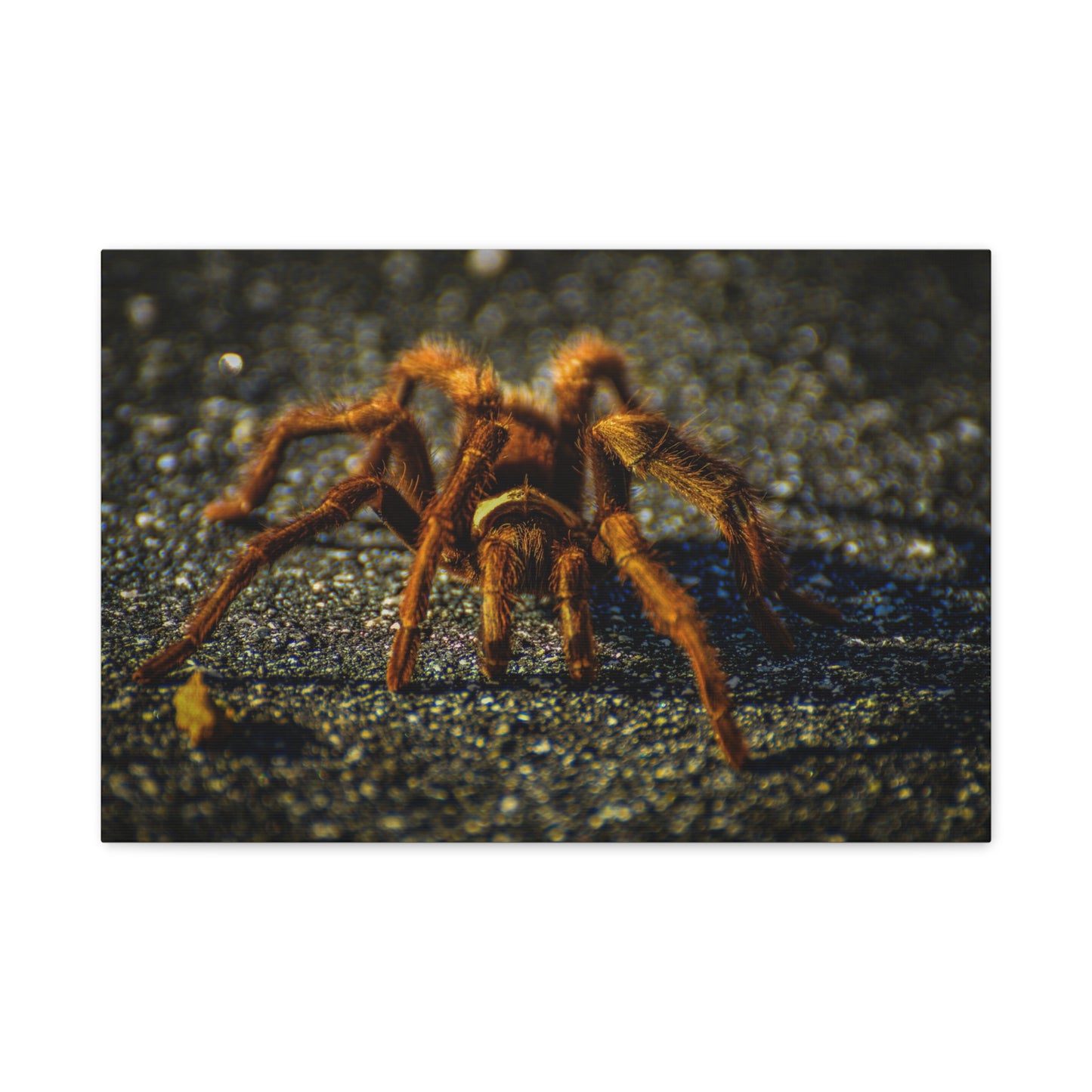 California Brown Tarantula Canvas Print | Wildlife Wall Art | Nature Photography