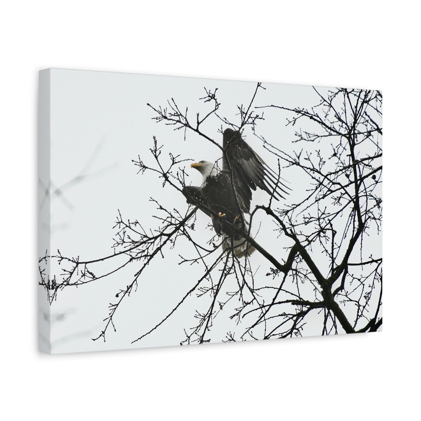 Bald Eagle Canvas Print | Napa Valley Vineyard Wildlife Photography Wall Art