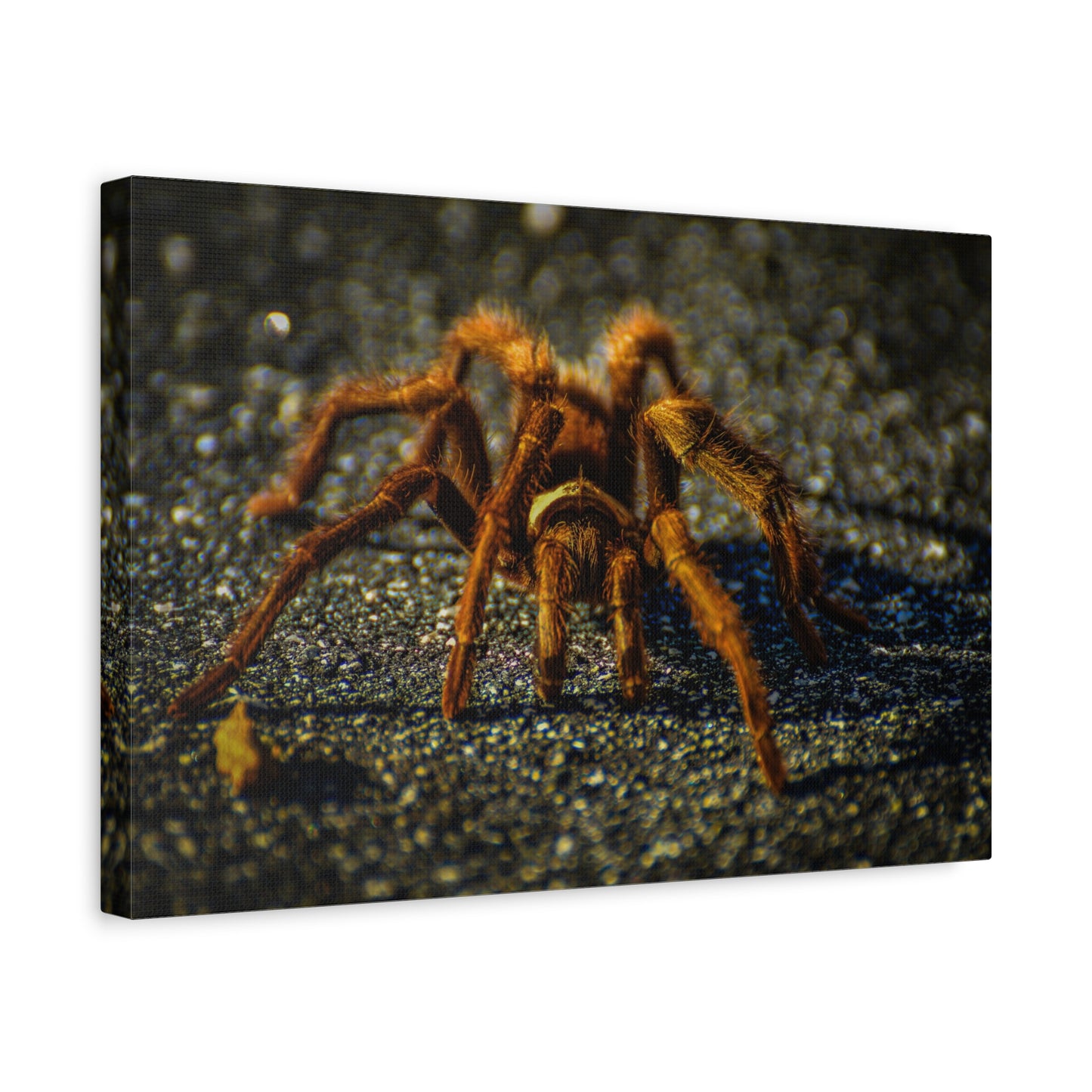 California Brown Tarantula Canvas Print | Wildlife Wall Art | Nature Photography