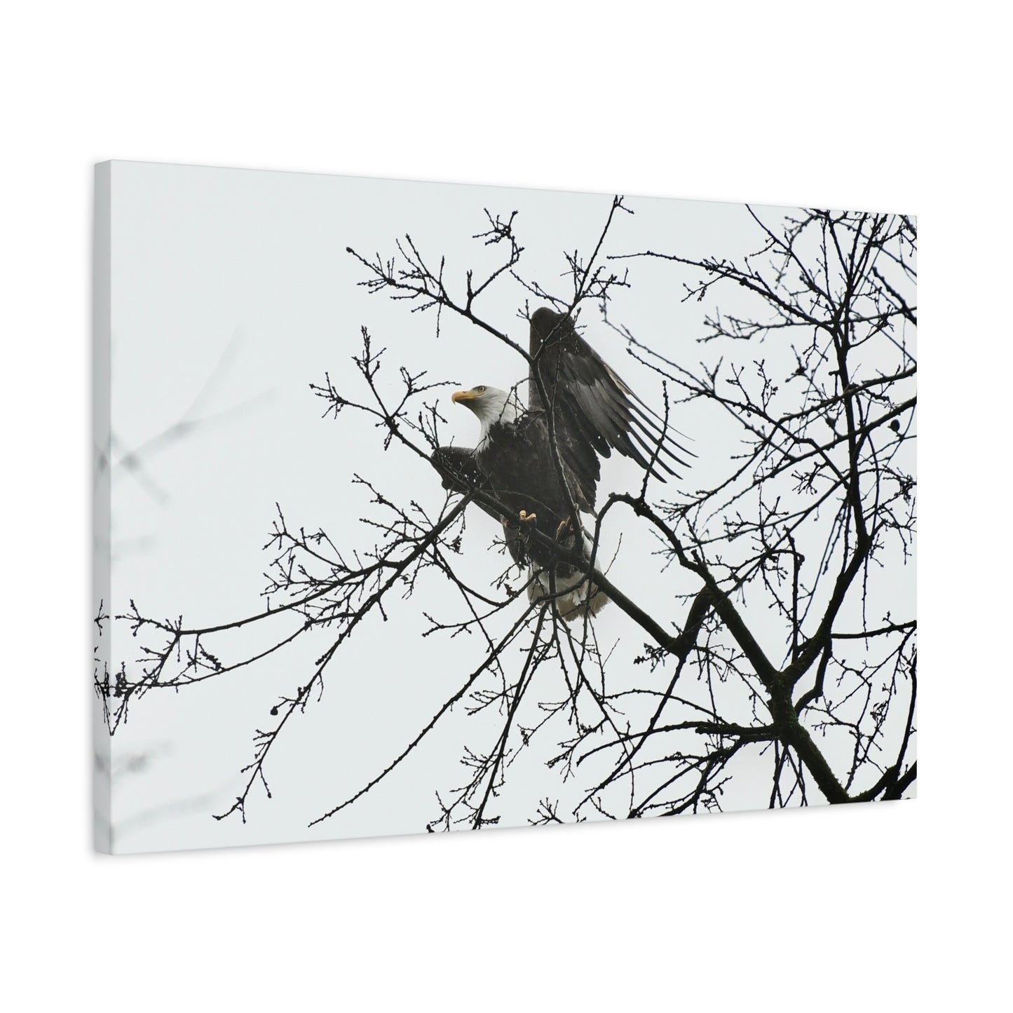 Bald Eagle Canvas Print | Napa Valley Vineyard Wildlife Photography Wall Art