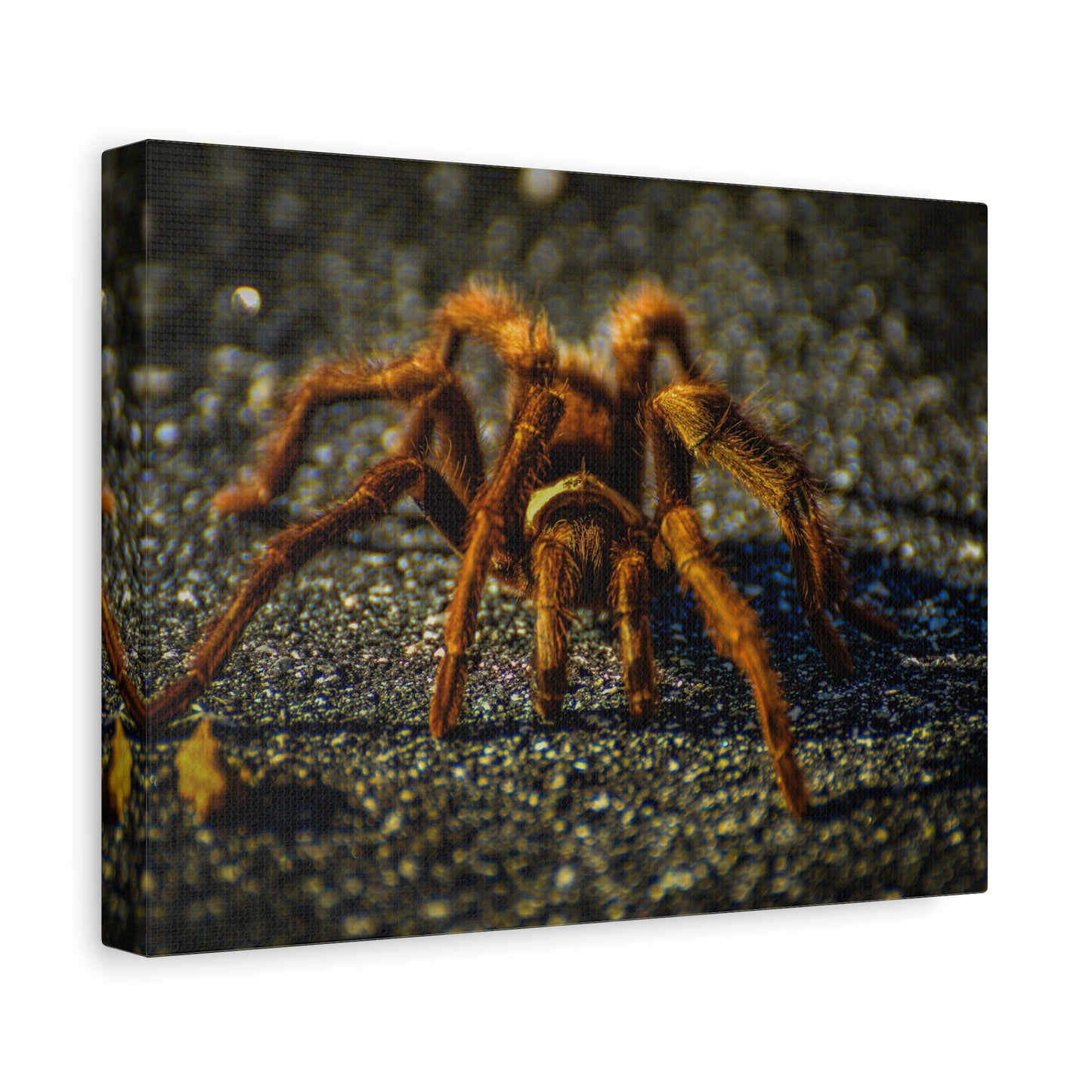 California Brown Tarantula Canvas Print | Wildlife Wall Art | Nature Photography