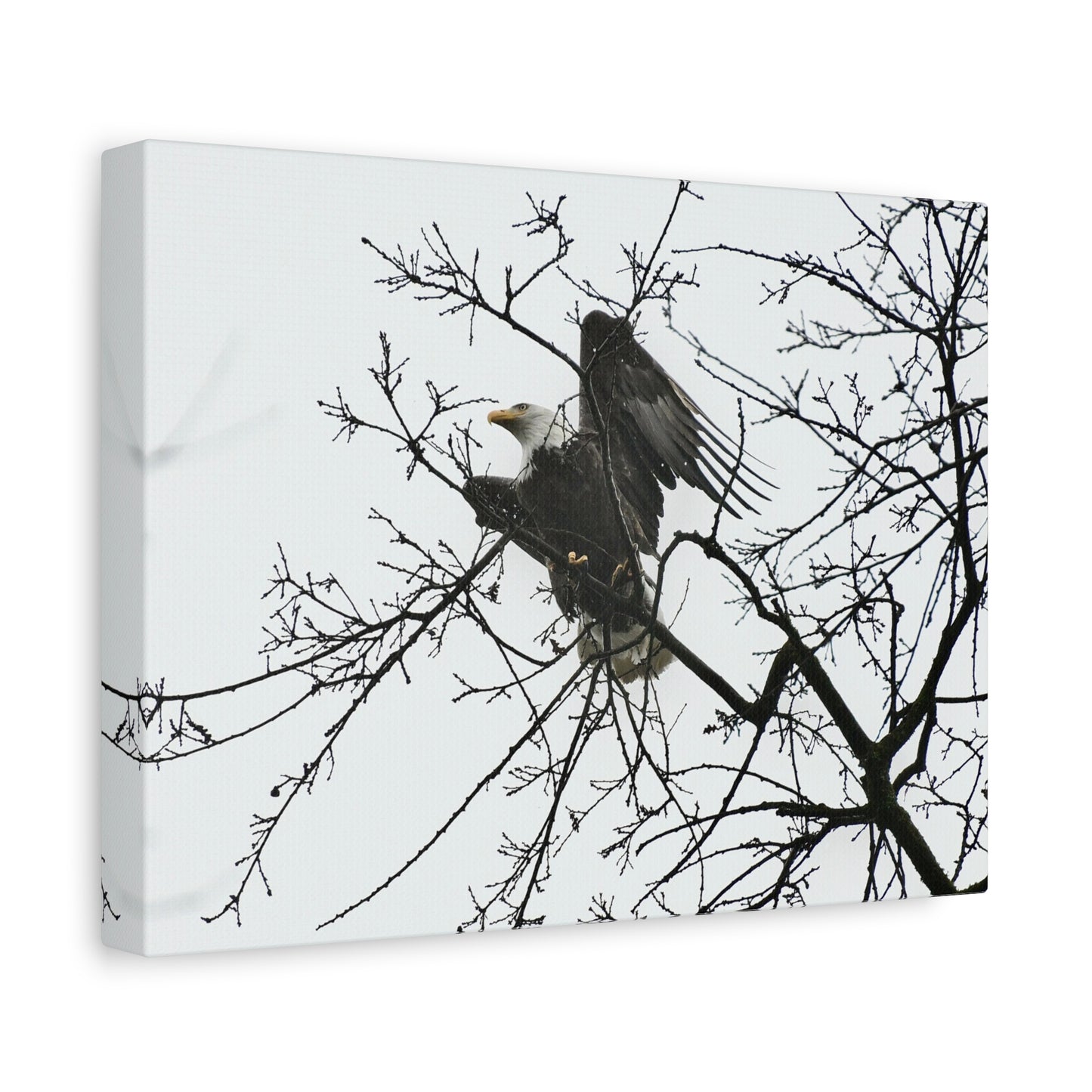 Bald Eagle Canvas Print | Napa Valley Vineyard Wildlife Photography Wall Art