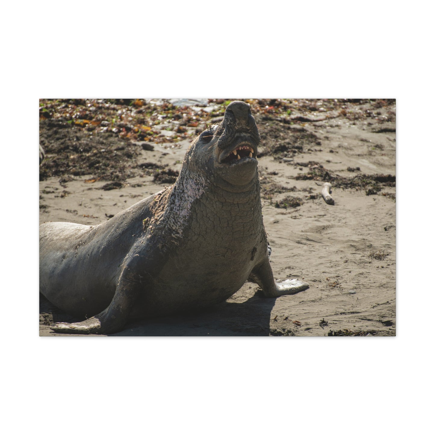 Brine-Crowned Bull – Elephant Seal, California Central Coast