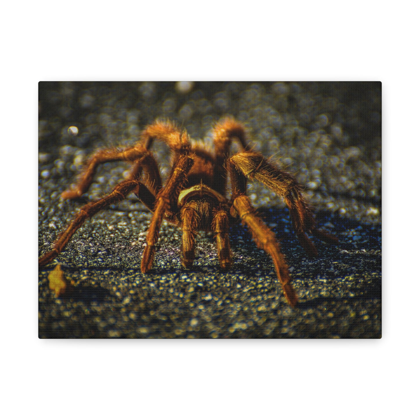 California Brown Tarantula Canvas Print | Wildlife Wall Art | Nature Photography