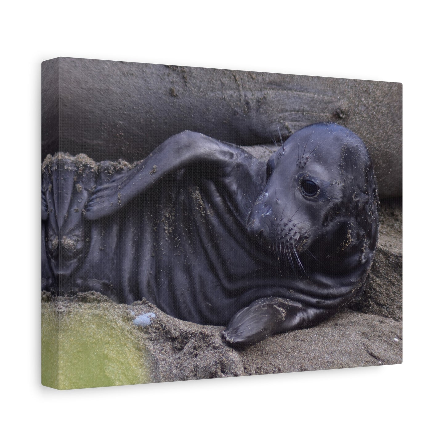 Baby Elephant Seal Canvas Print | Wall Art from Cayucos, California