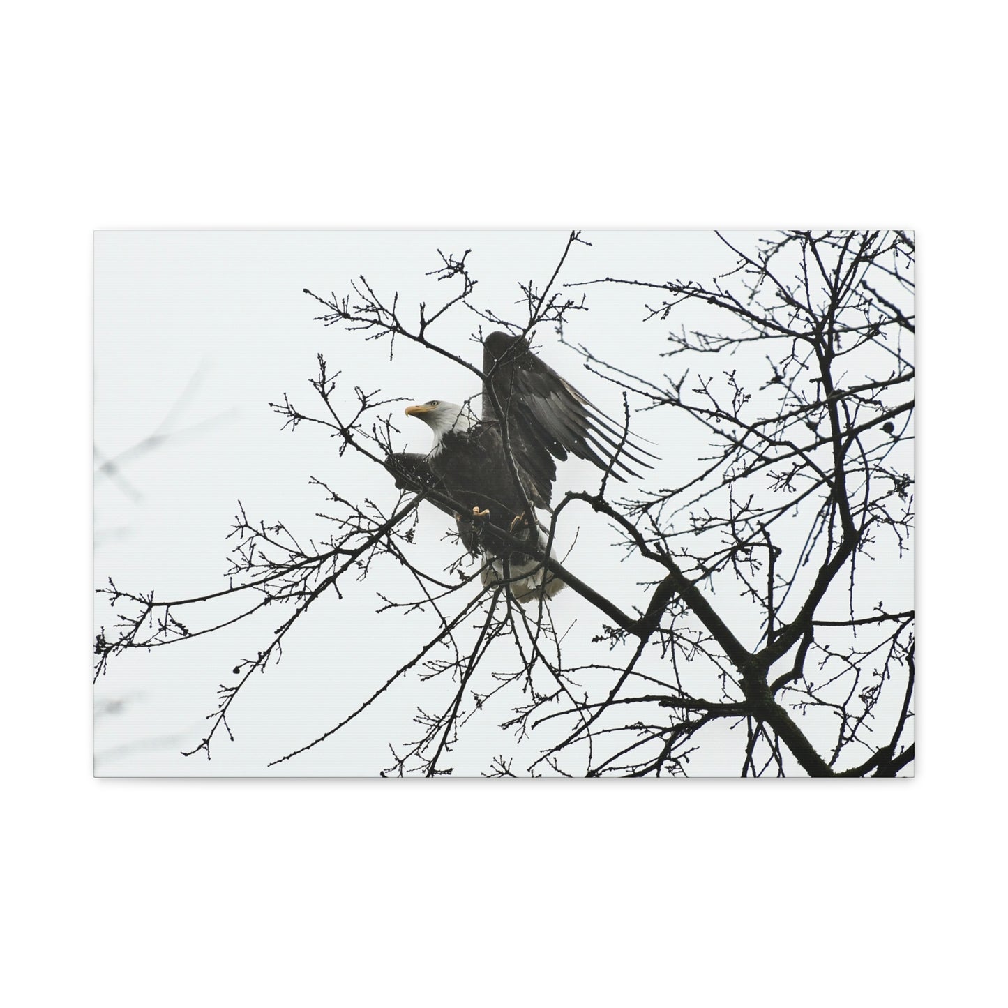 Bald Eagle Canvas Print | Napa Valley Vineyard Wildlife Photography Wall Art