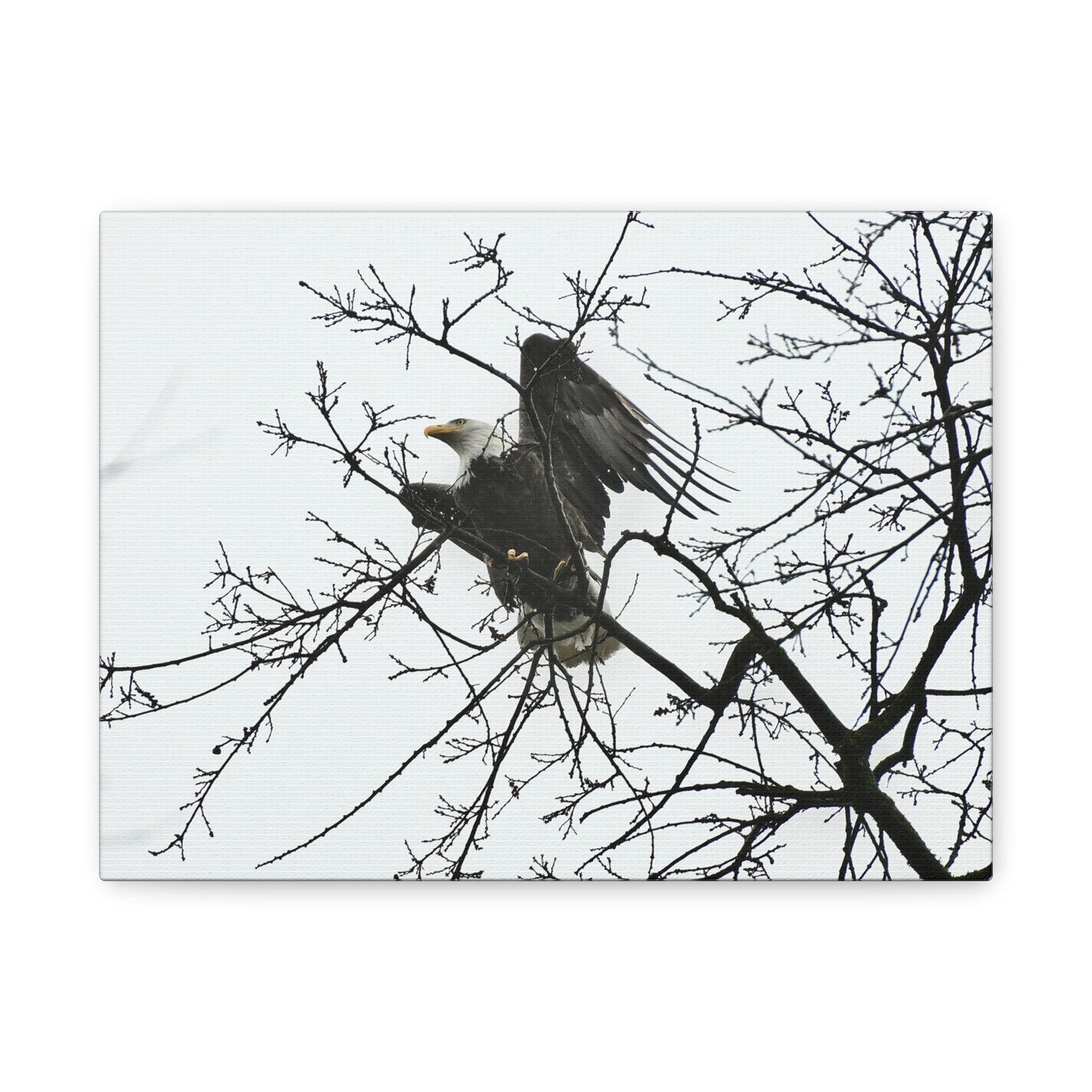 Bald Eagle Canvas Print | Napa Valley Vineyard Wildlife Photography Wall Art