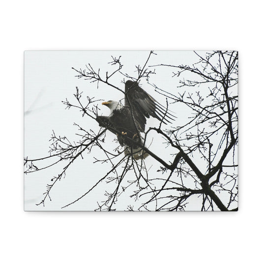Bald Eagle Canvas Print