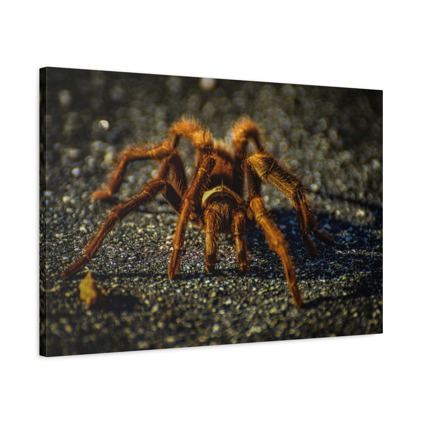 California Brown Tarantula Canvas Print | Wildlife Wall Art | Nature Photography