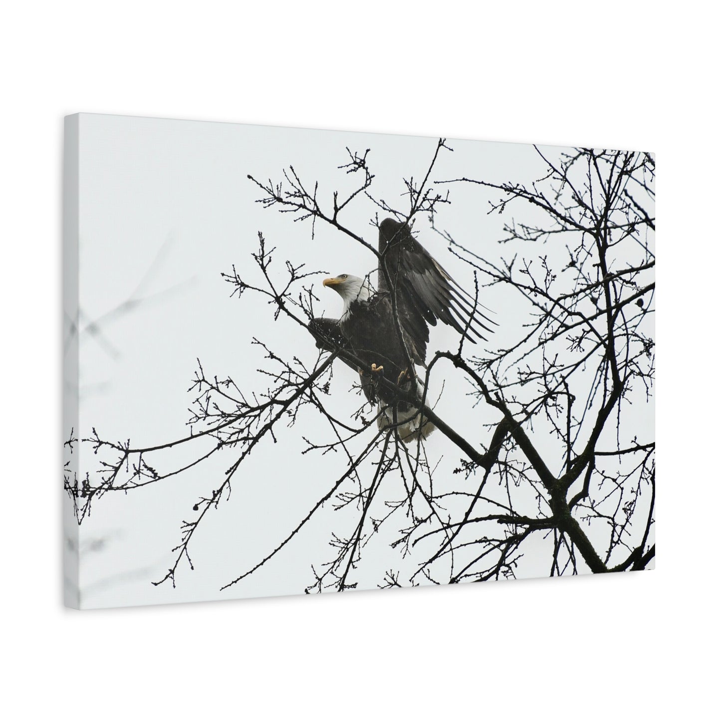 Bald Eagle Canvas Print | Napa Valley Vineyard Wildlife Photography Wall Art