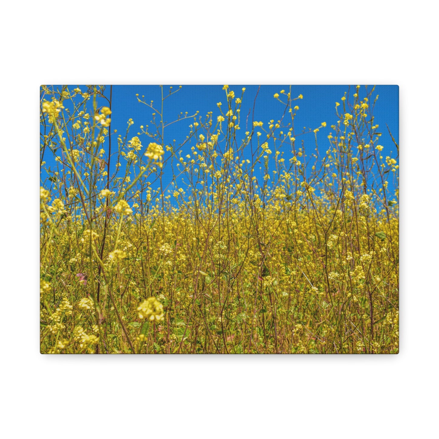 Yellow Wildflower Super-Bloom Canvas Print | Nature Wall Art from California