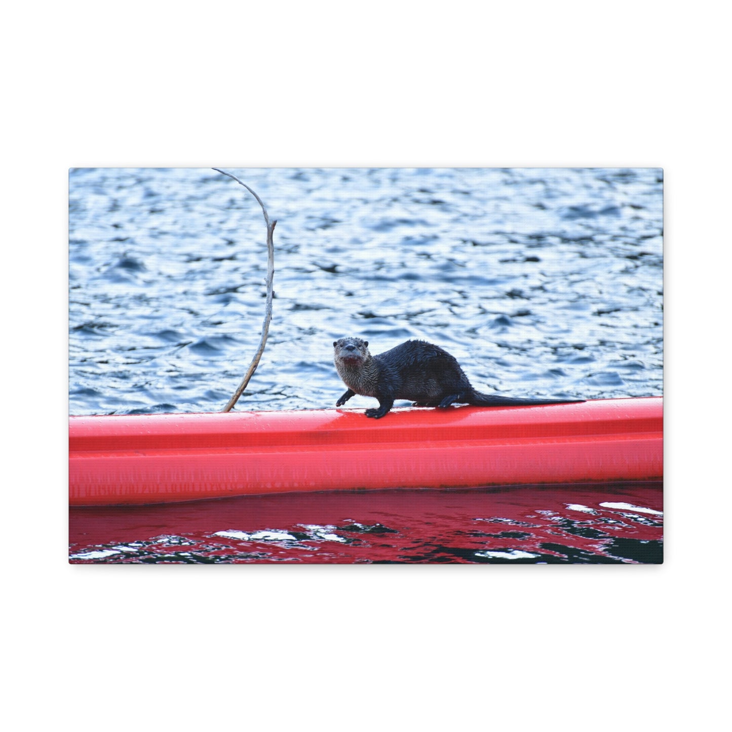 North American River Otter Canvas Print | Wildlife Wall Art | Nature Photography