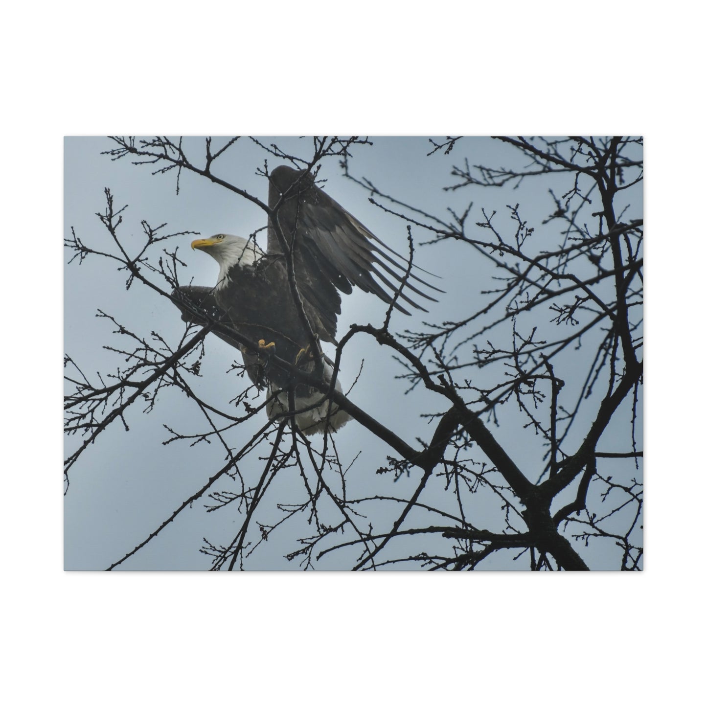 Bald Eagle in the Mist – St. Helena, Napa Valley