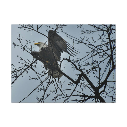 Bald Eagle in the Mist – St. Helena, Napa Valley