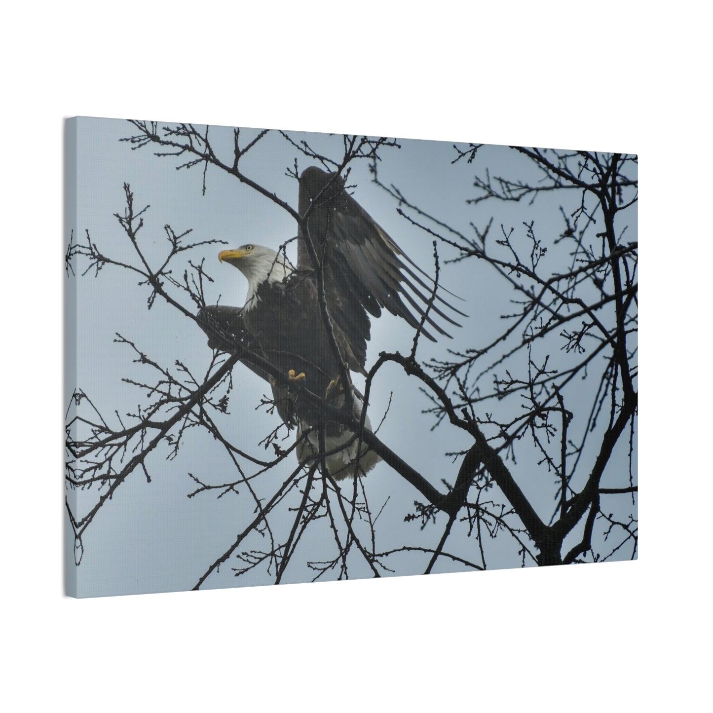 Bald Eagle in the Mist – St. Helena, Napa Valley